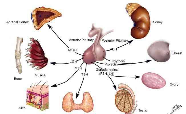 أهم وظائف الغدة النخامية