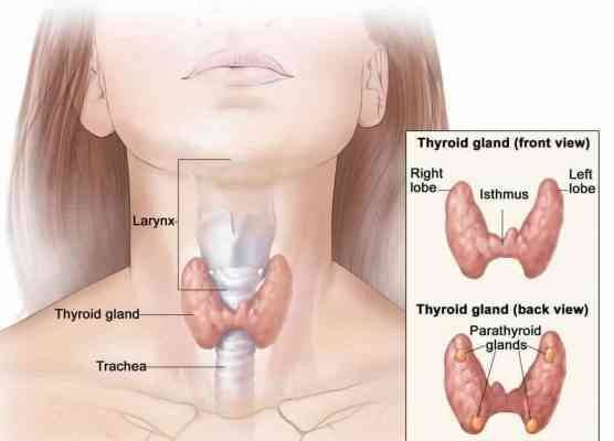 ما هي الغدة الدرقية - وظائف الغدة الدرقية