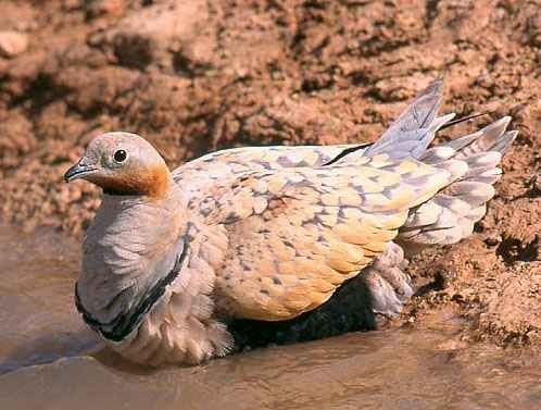 معلومات عن طائر القطا وانواعه