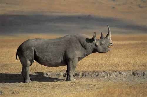 غذاء وحيد القرن - معلومات عن وحيد القرن