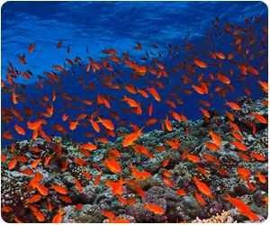 معلومات عن البحر الأحمر (الحياة البحرية)