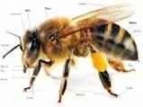 معلومات عن النحل وصفاتة