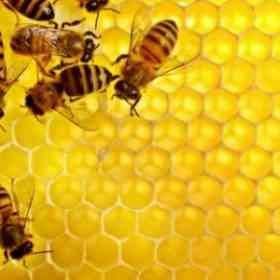 ما هو النحل