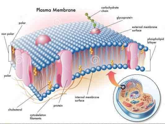 تركيب الغشاء البلازمي - وظائف الغشاء البلازمي