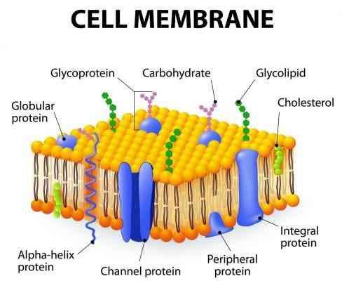 ما هو الغشاء البلازمي - وظائف الغشاء البلازمي