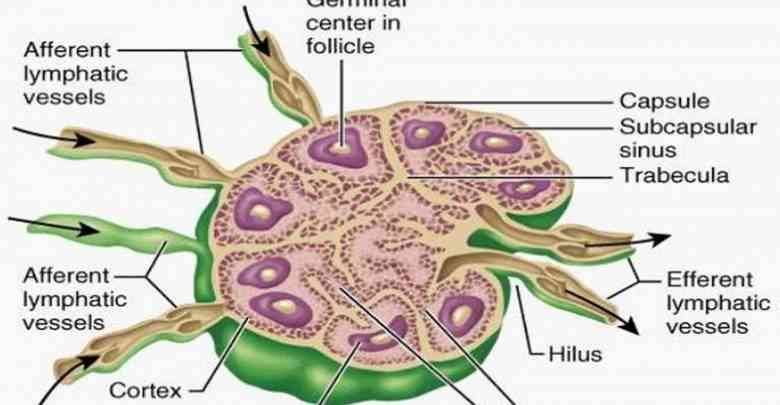 وظائف الغدة الليمفاوية