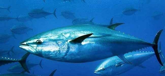 فوائد واضرار اكل سمك التونة