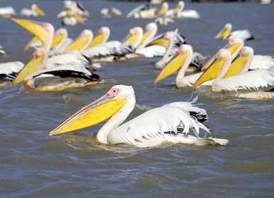 محمية الطيور الوطنية "دجودج"
