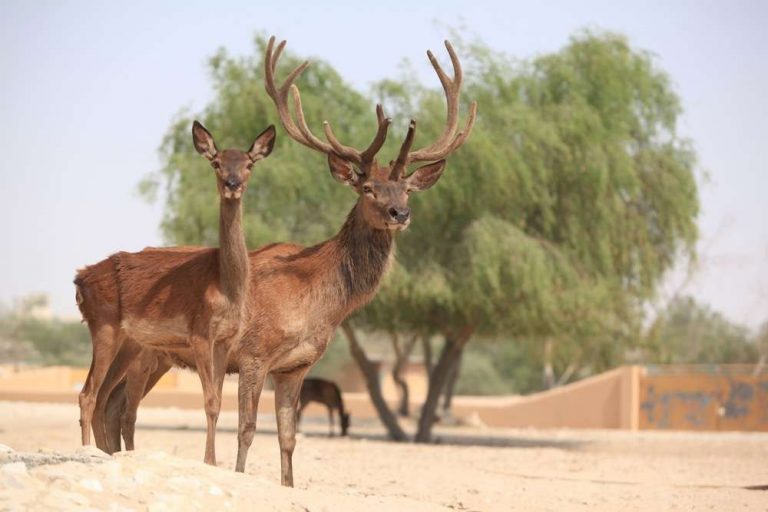 - عوامل الجذب في حديقة العرين البرية