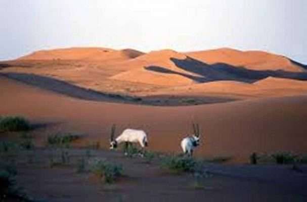 Uruq Bani Ma’arid - الطبيعة في السعودية