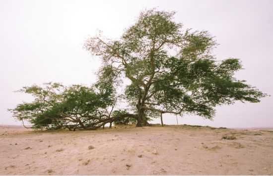 شجرة الحياة .. الطبيعة في البحرين