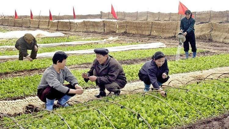 الزراعة في كوريا الشمالية