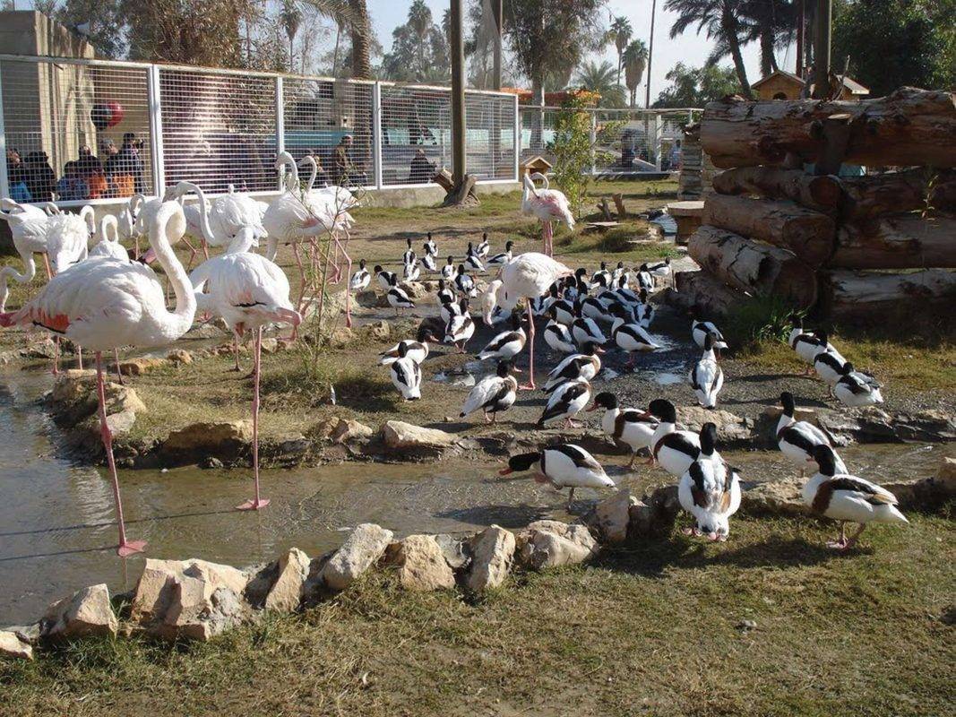 تقسيمات الحديقة - منتزهات الطيور المائية 