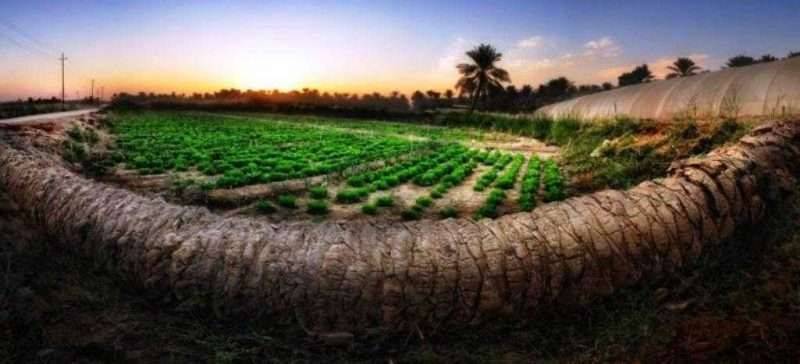 واحة الإحساء - الطبيعة في السعودية