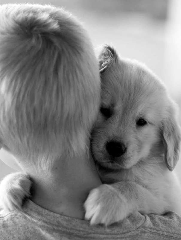 cute-dogs-hugging-humans-99.jpg