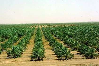 الزراعة في المملكة العربية السعودية