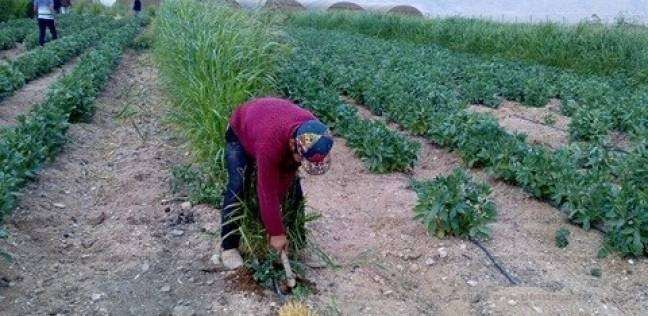 الزراعة في دولة إريتريا