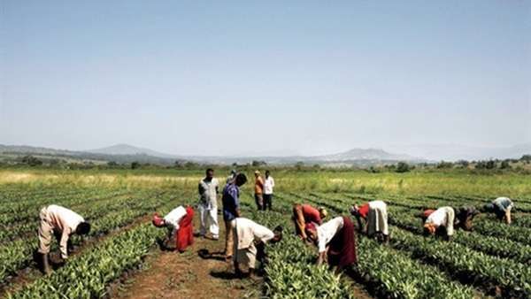 الزراعة في دولة تنزانيا