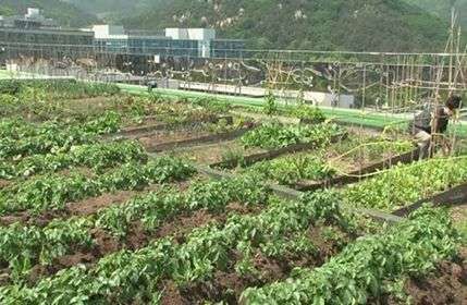 الزراعة في كوريا الجنوبية واهم الفواكه التي يتم زراعتها بها