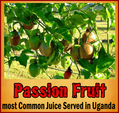 أهم فواكه التي يتم زراعتها في أوغندا