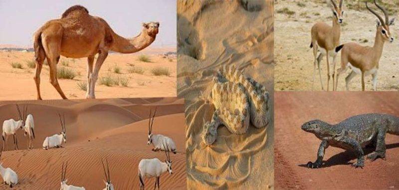 حيوانات الصحراء - معلومات للأطفال عن الحيوانات