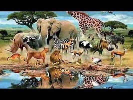 حيوانات الغابة - معلومات للأطفال عن الحيوانات