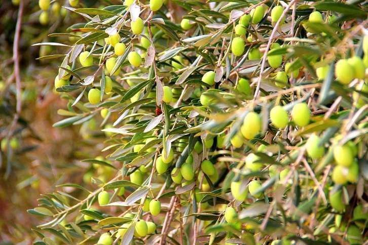 الزراعة في سوريا - أشجار الزيتون