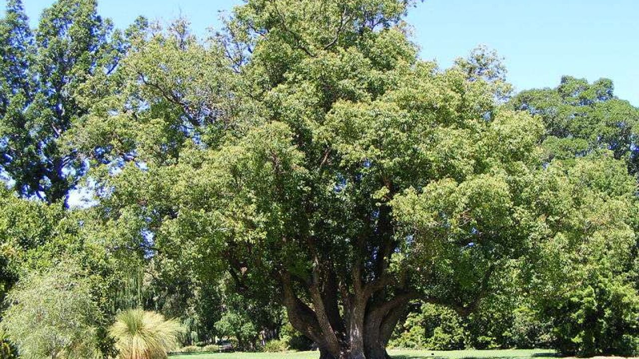 معلومات عن شجرة الكافور تعرف على مواصفات واستخدامات شجرة الكافور الفعالة موقع معلومات
