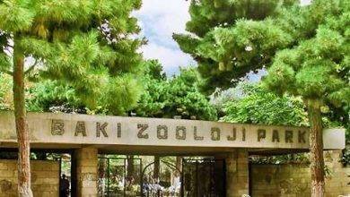 حديقة الحيوانات في باكو