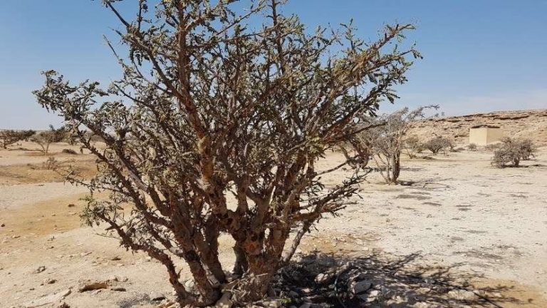 معلومات عن شجرة اللبان في سلطنة عمان