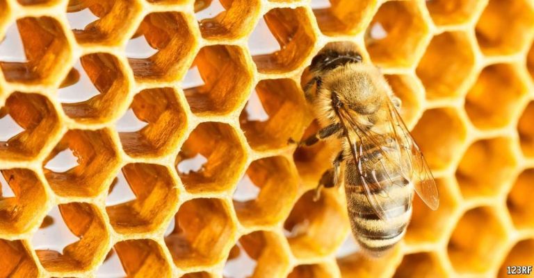 اعمال التدفئة الخاصة بالطوائف - كيفية تدفئة النحل في الشتاء