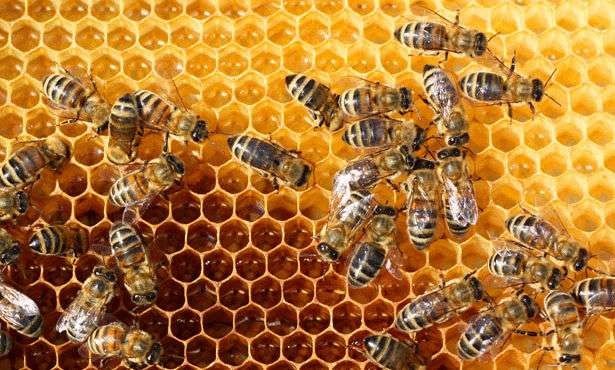 أعمال التدفئة الخاصة بخلايا النحل - كيفية تدفئة النحل في الشتاء