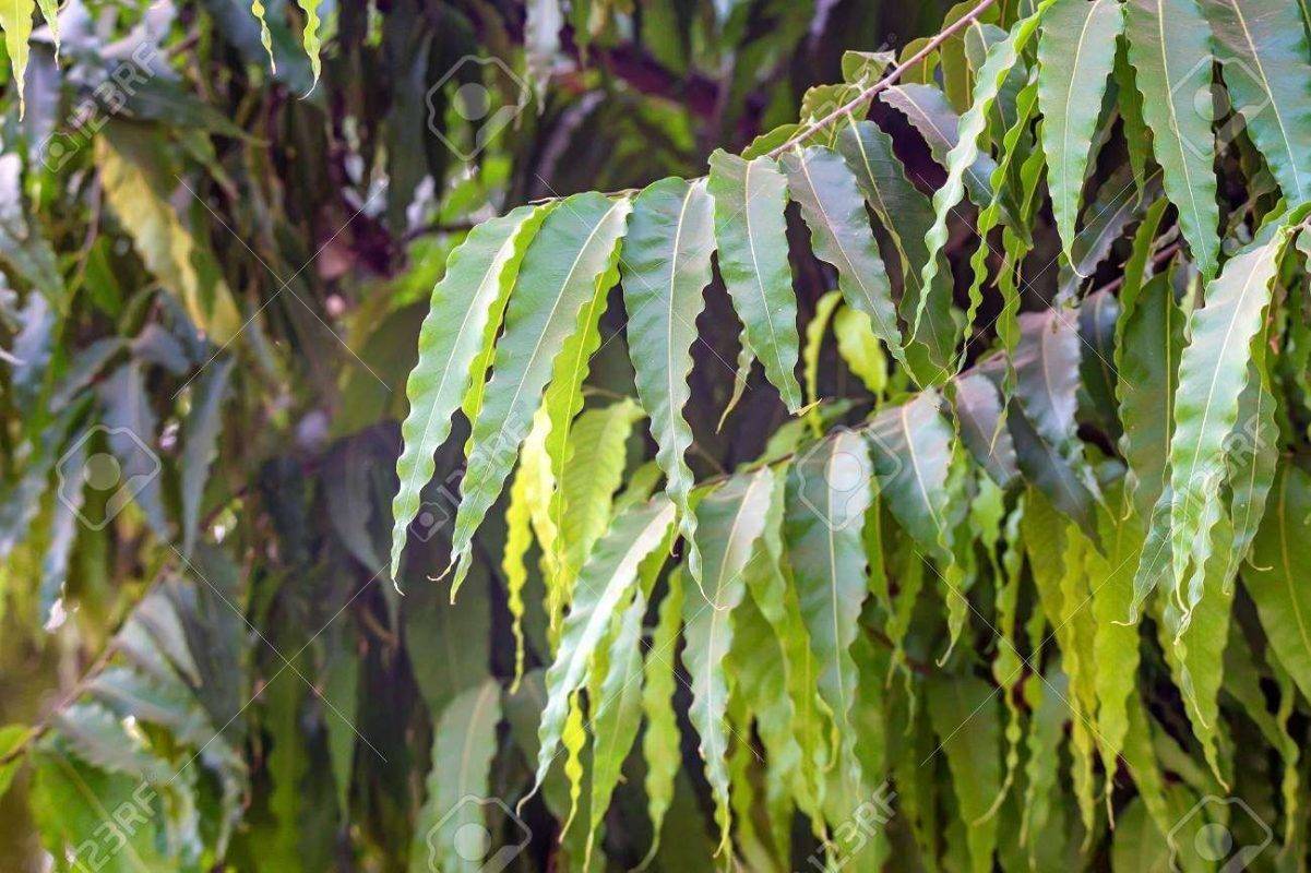معلومات عن شجرة الاشوكا أبرز المعلومات عن شجرة الاشوكا موقع معلومات