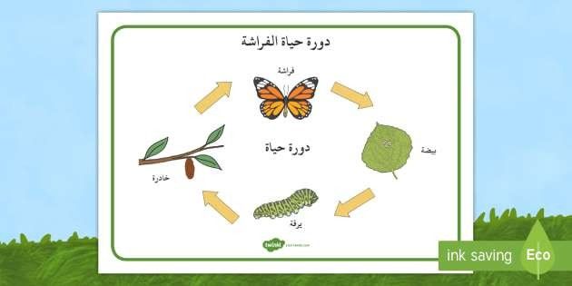 دورة حياة الفراشة-معلومات للاطفال عن الفراشة