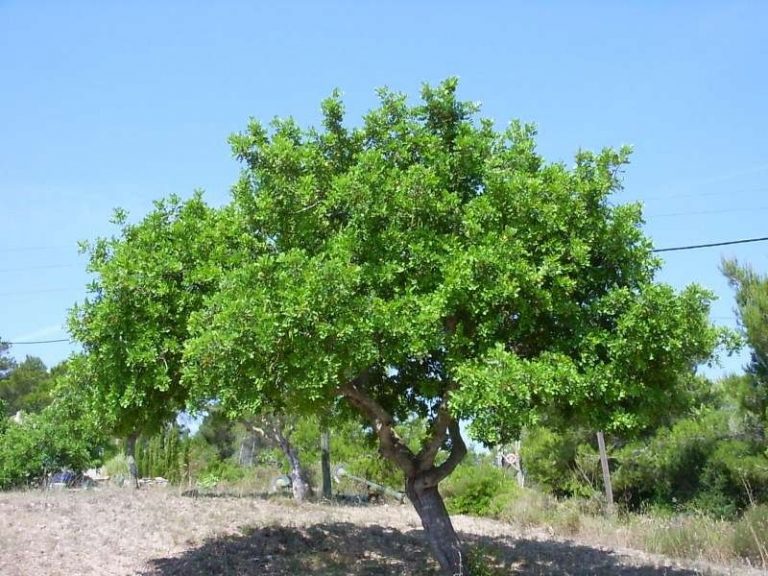 معلومات عن شجرة الخروب حقائق هامة عن شجرة الخروب واستخداماتها المتعددة موقع معلومات