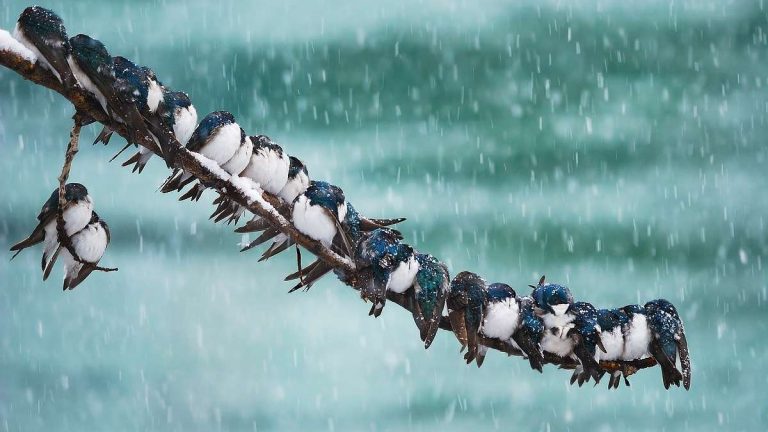 طريقة تدفئة العصافير في الشتاء
