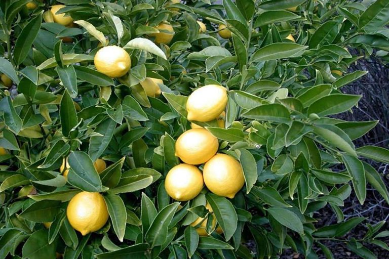 معلومات عن شجرة الليمون