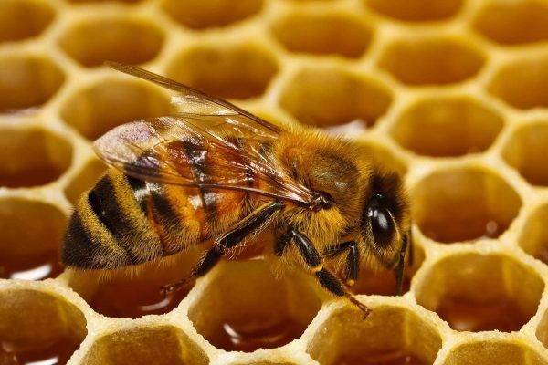 طريقة تربية النحل