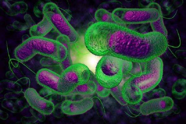 ما هو مرض الكوليرا