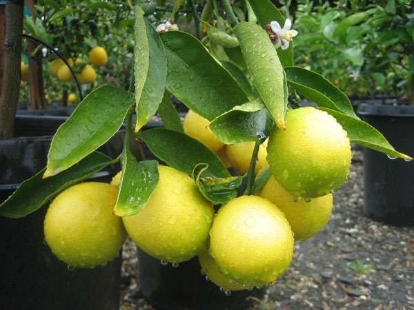 معلومات عن شجرة الليمون