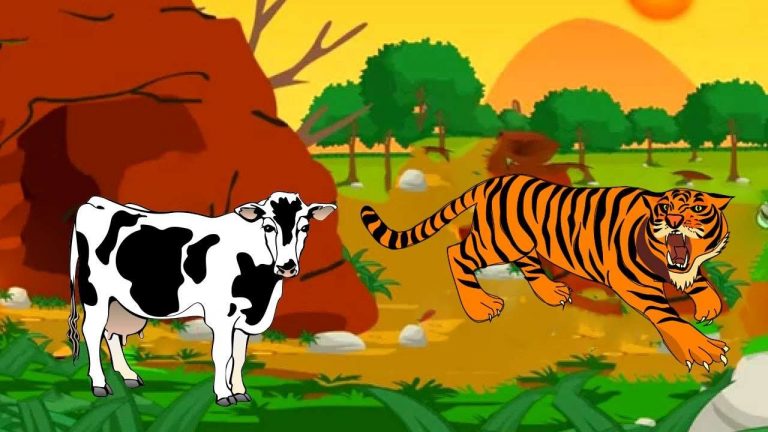 الأبقار والنمر