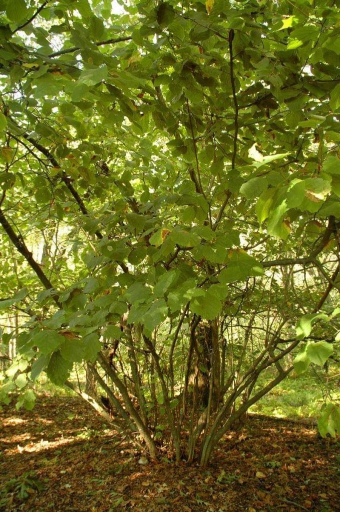 معلومات عن شجرة البندق تعرف على اهمية اشجار البندق والدول المتصدرة في زراعته