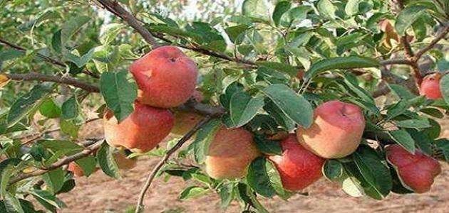 معلومات عن شجرة التفاح