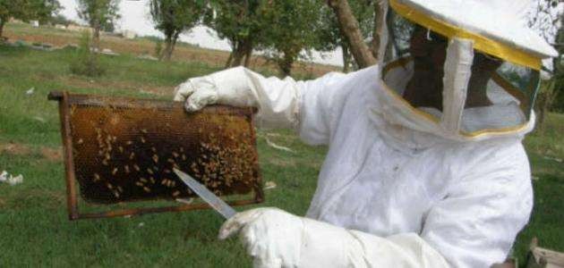 بدائل اللقاح - تغذية النحل في الصيف