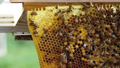 تغذية النحل في الشتاء