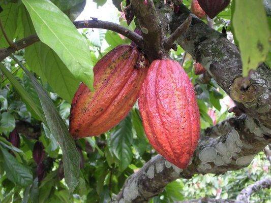 معلومات عن شجرة الكاكاو