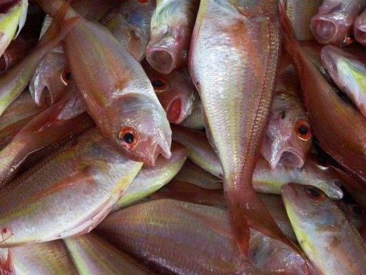 صيد السمك - أشهر منتجات جزر المالديف