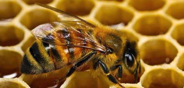 السكر الأبيض - تغذية النحل في الصيف