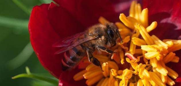 اختبار موقع مناسب  - كيفية تدفئة النحل في الشتاء