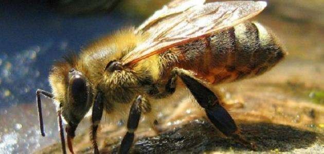 العسل - تغذية النحل في الصيف